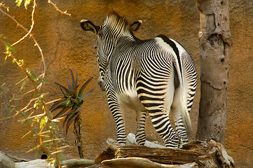 Image showing Zebra Impasse