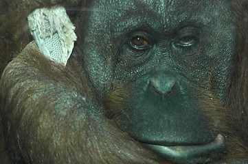 Image showing Sad Orangutan
