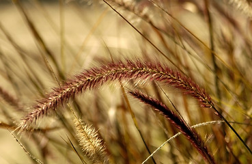 Image showing Purple Fountain Grass