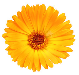 Image showing One orange flower of calendula