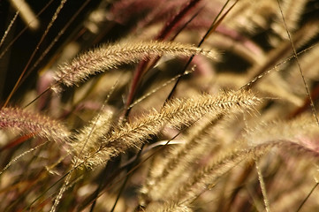 Image showing Fountain Grass