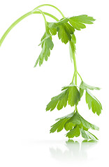 Image showing Withered Parsley