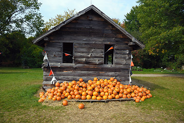 Image showing Pumpkin Patch