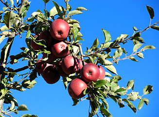 Image showing Apples