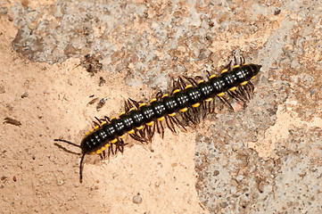 Image showing Caterpillar