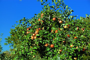 Image showing Apples