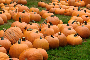 Image showing Pumpkin Patch