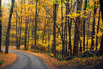 Image showing Autumn Foliage