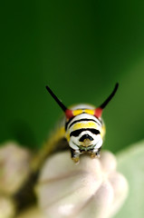 Image showing Caterpillar