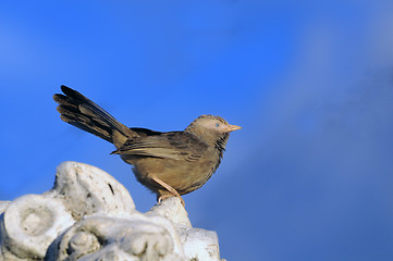 Image showing Babbler