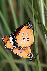 Image showing Mating