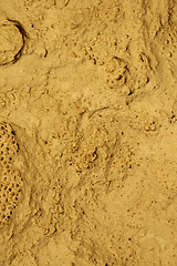 Image showing Stone Fossil Background