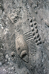 Image showing Rock carvings in Qatar