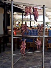 Image showing Octopus drying in Greece