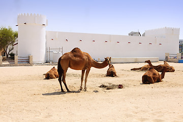 Image showing Camels outside Doha fort