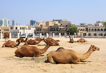 Image showing Camels in central Doha, Qatar