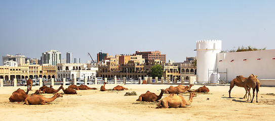 Image showing Camels resting in central Doha
