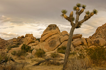 Image showing Lone Joshua Tree