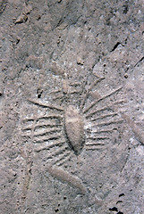 Image showing Ancient rock carving in Qatar