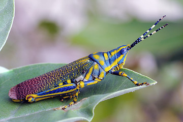 Image showing Painted Grasshopper