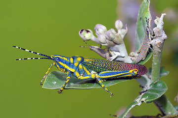 Image showing Painted Grasshopper