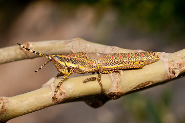 Image showing Painted Grasshopper