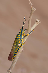 Image showing Painted Grasshopper