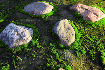 Image showing Moss and stones