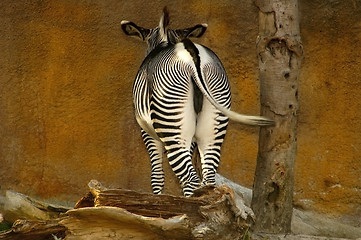 Image showing Zebra Bum & Wall