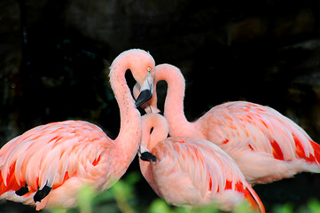 Image showing Mother Flamingo