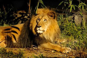 Image showing Regal Lion King