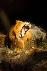 Image showing CAT 0048 Huge Lion Roar