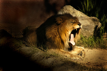 Image showing Lion Yawn