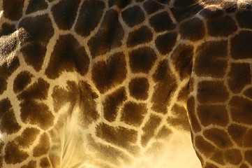 Image showing Giraffe Skin Design