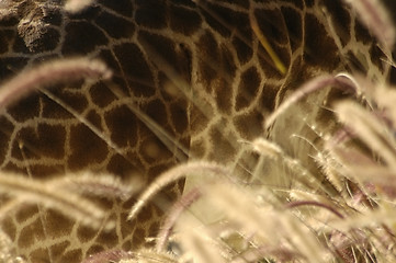 Image showing Giraffe Skin & Weeds