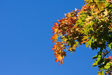 Image showing Maple tree