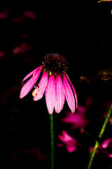 Image showing Purple flower