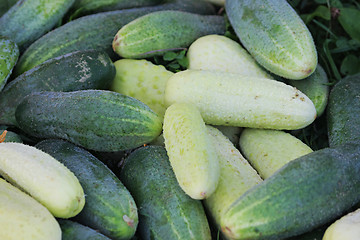 Image showing Miscellaneous cucumbers.