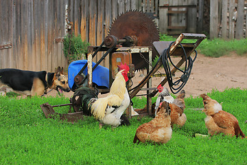 Image showing Rural landscape with farm animals.