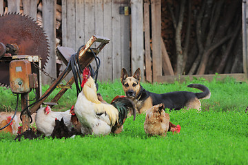 Image showing Rural landscape with farm animals.