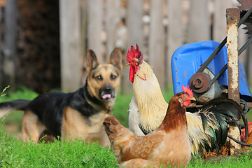 Image showing Rural landscape with farm animals.