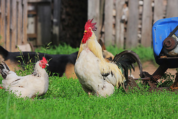 Image showing Rural landscape with farm animals.