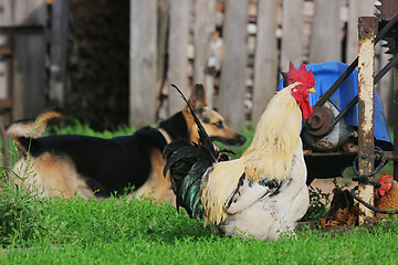 Image showing Rural landscape with farm animals.