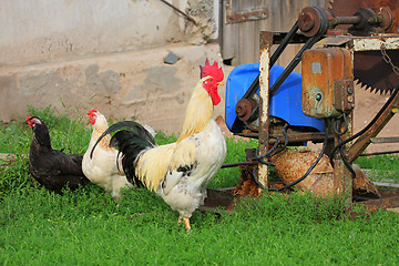 Image showing Rural landscape with farm animals.