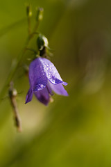 Image showing Bluebell