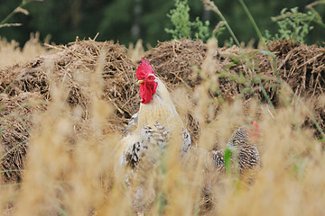 Image showing Rural landscape with cock and hen.