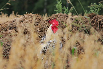 Image showing Rural landscape with cock.