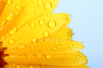 Image showing Orange flower of calendula with dew