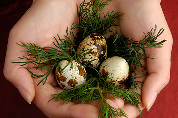 Image showing Quail eggs 2