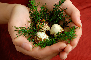 Image showing Quail eggs 3